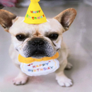 お誕生日スペシャルコーデセット