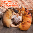 だきわんこクッション