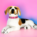 絆きらめくボーンレザーカラー