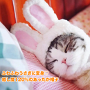 うちの子バニーキャップ