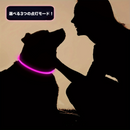 LumiPaw安全LED首輪