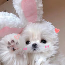 うちの子バニーキャップ